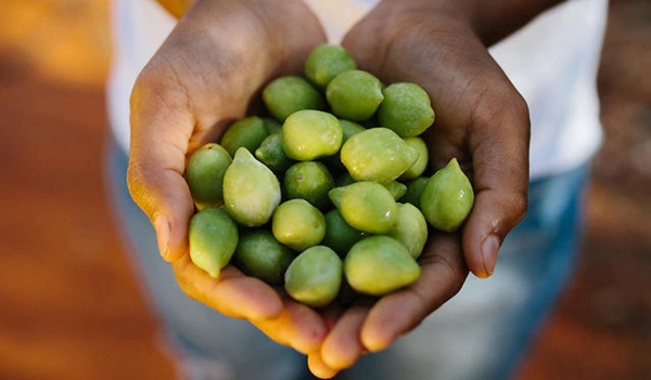 Kakadu plum is the vitamin C powerhouse ingredient your skin needs RN